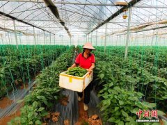 广西南宁：智慧农业“椒”出丰收答卷