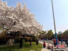 为一棵樱花树挪走一盏灯：常州“听劝式治理”再刷屏